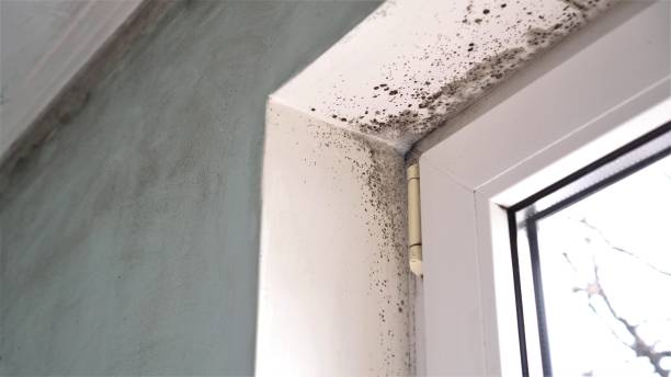 Best Mold Odor Removal Services  in Shinnecock Hills, NY