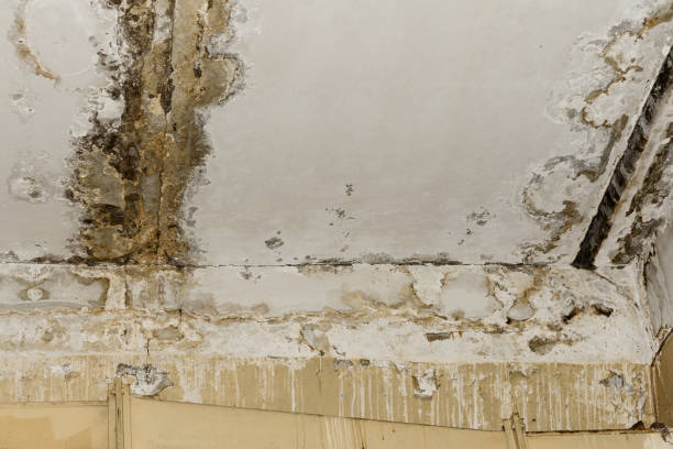 Best Forensic Mold Investigation  in Shinnecock Hills, NY